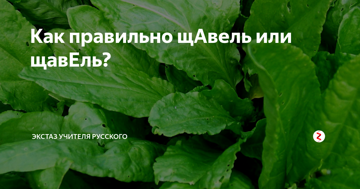 Картинки ПЕРСИК ТЕКСТ