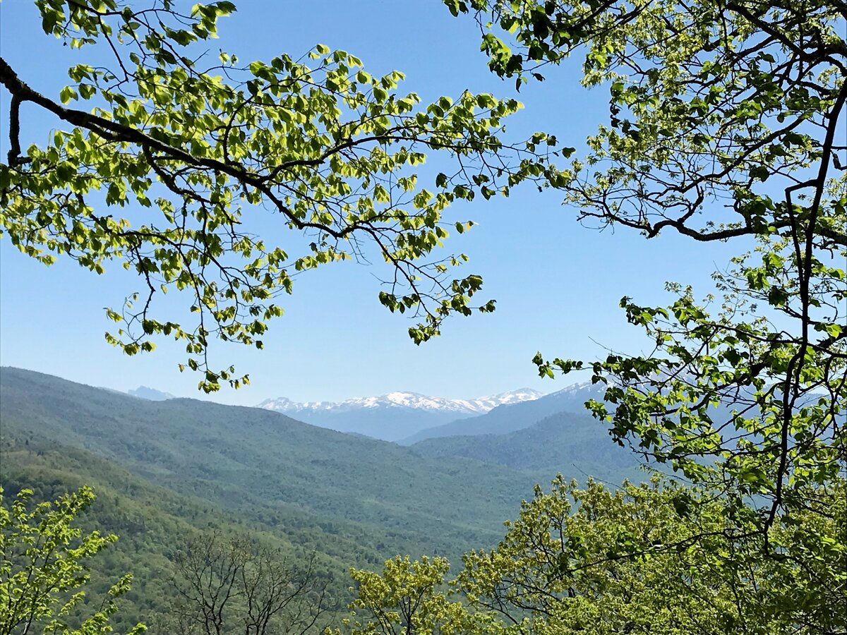 Хамышки. Село Хамышки Адыгея. Хамышки китайский.