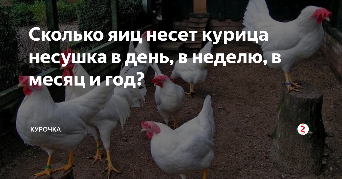 Сколько яиц несет курица в год