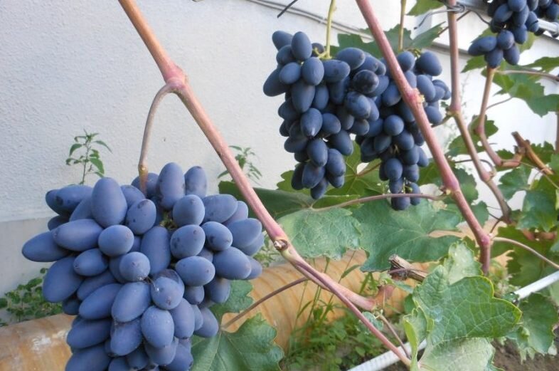 Сладкий виноград. Виноград сорт мое сердце картинки. Гибридная форма винограда Челентано фото. Когда нужно открывать виноград