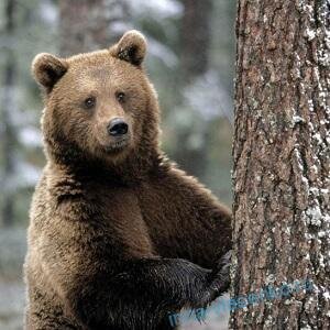 Новогодняя сказка «Почему бурый медведь зимой спит» | Классный руководитель | СОВРЕМЕННЫЙ УРОК