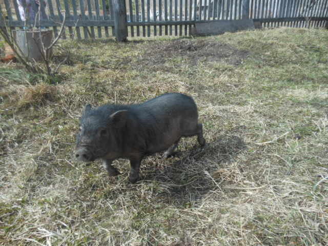 Фото уже нашего поросёнка, 2016 год