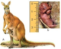      Б-Новорождённый кенгурёнок, А-Подросший кенгурёнок в маминой сумке 