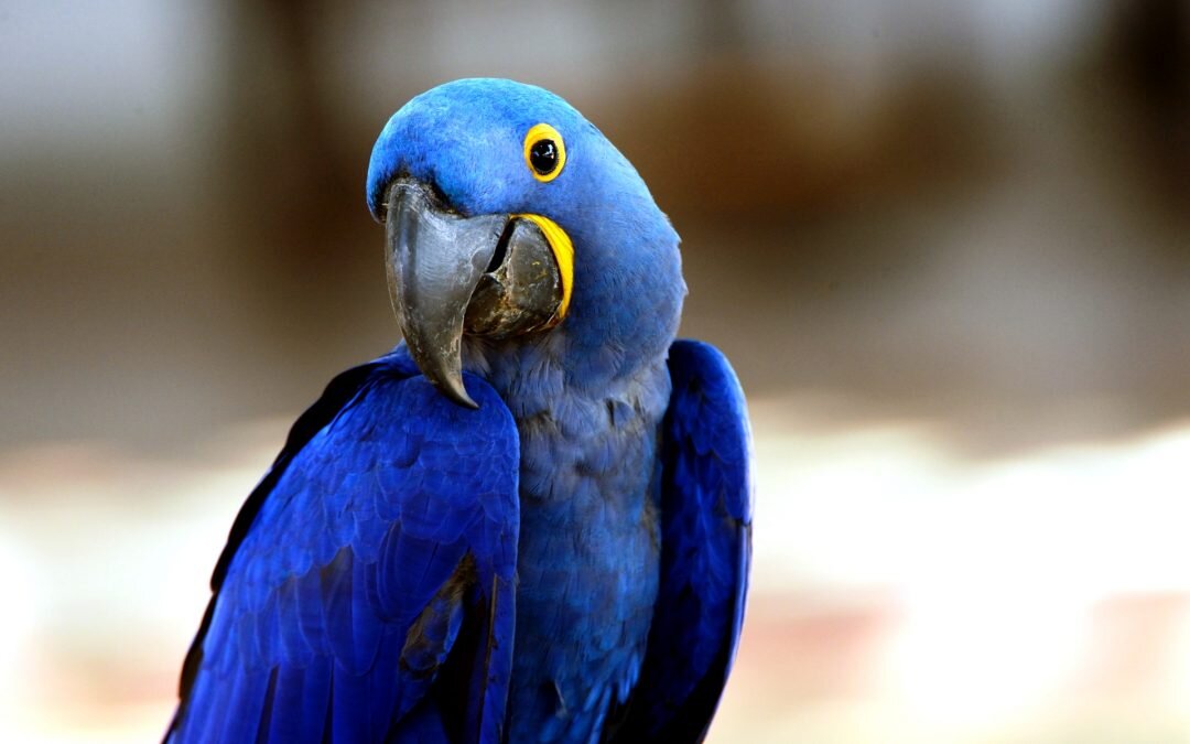 Источник фото: https://likeyou.io