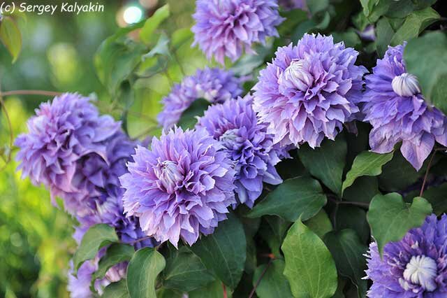 Клематис Diamantina 