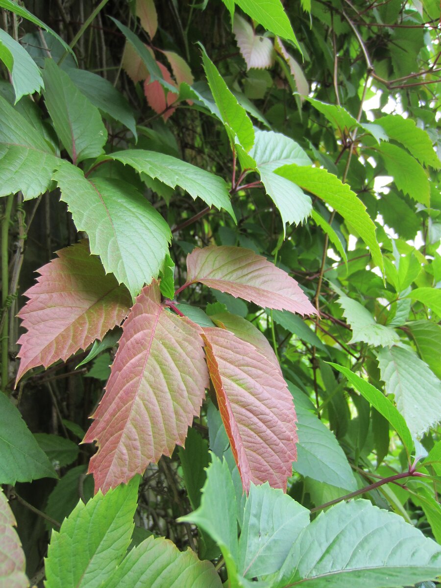 Девичий виноград - красивая и неприхотливая лиана