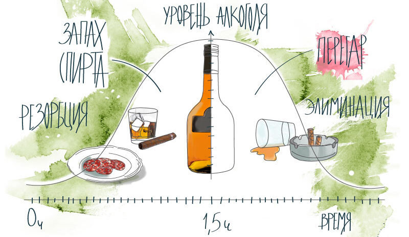 Когда появляется перегар и сколько он держится. Фото с сайта: похмелье.рф