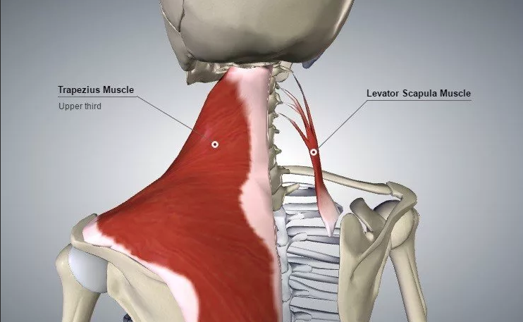 Рњ levator scapulae