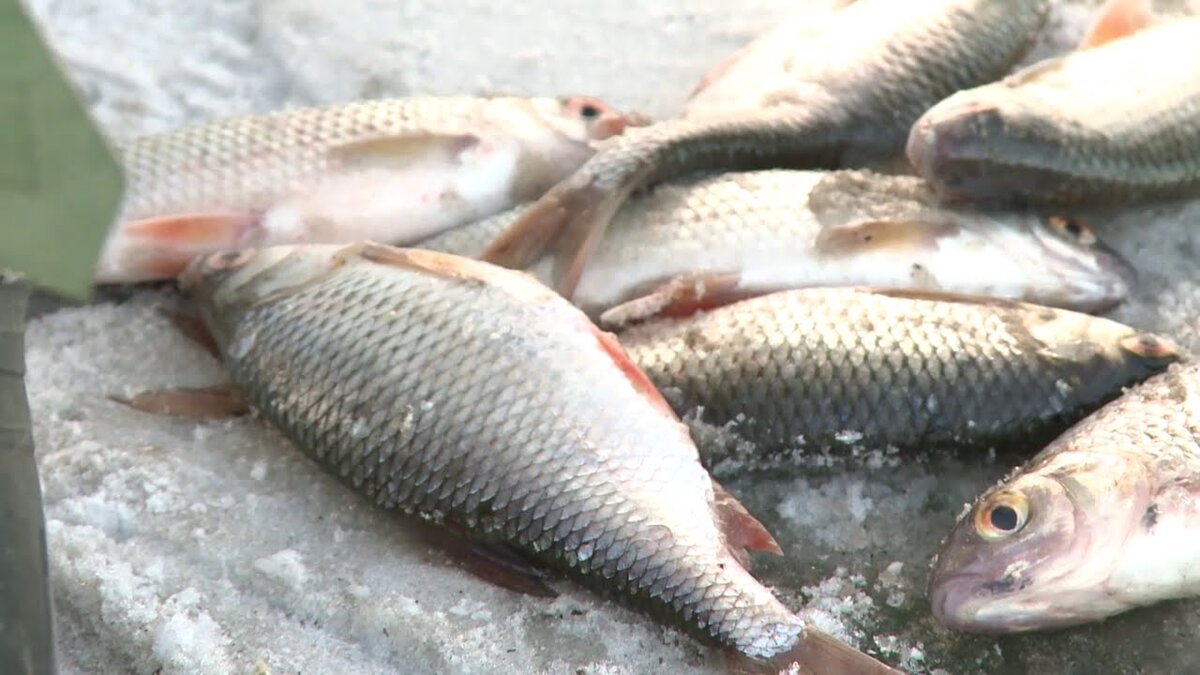 Ловля плотвы зимой