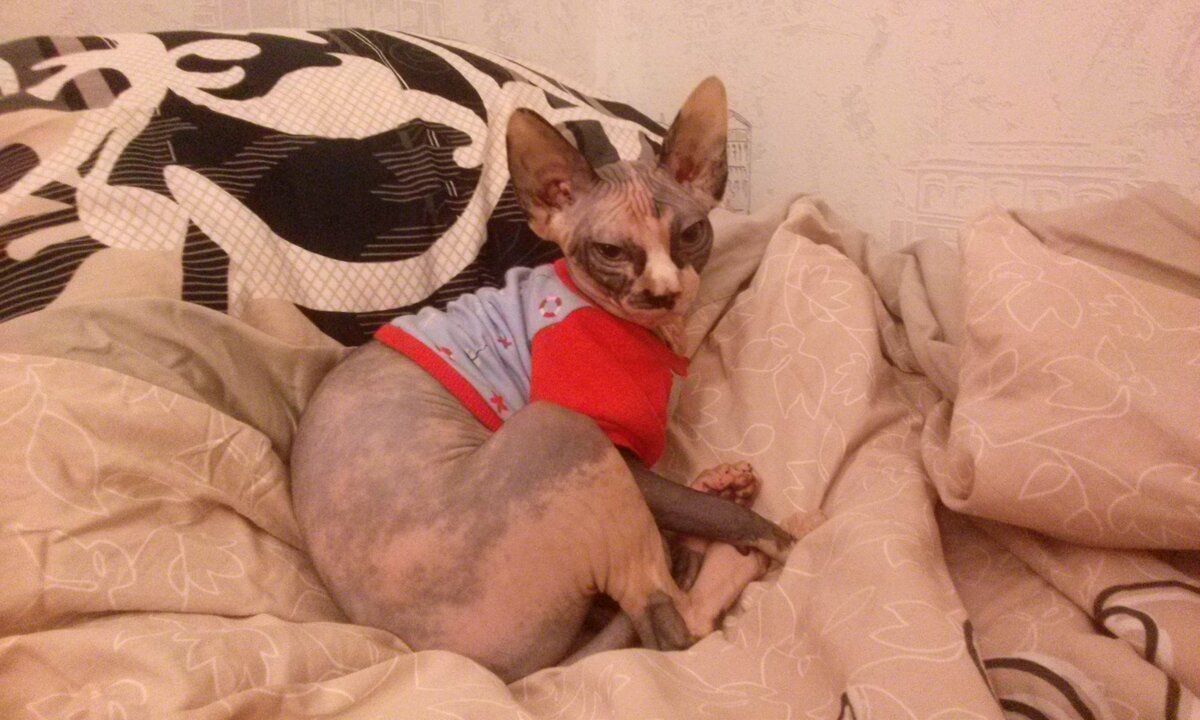 Гелла-малышка из König sphynx