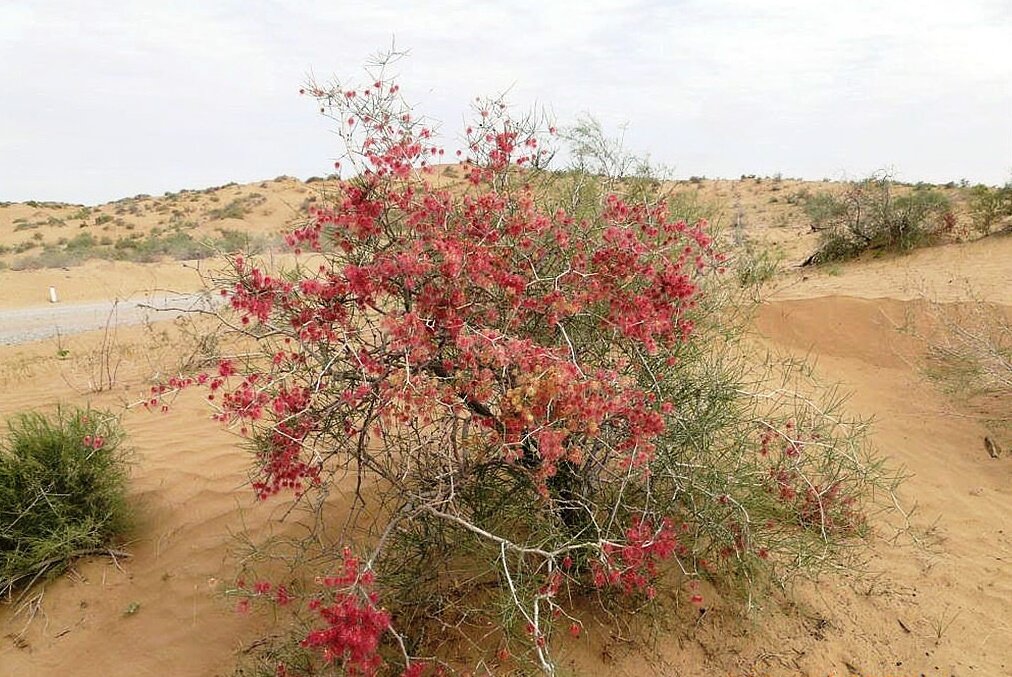 Кустарник джузгун фото