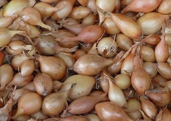 
Для размножения озимого лука Шекспир обычно используют севок. Для посева берут те луковицы, диаметр которых не больше 1 см. Считается, что урожай, полученный от плодов такого размера, будет храниться дольше.