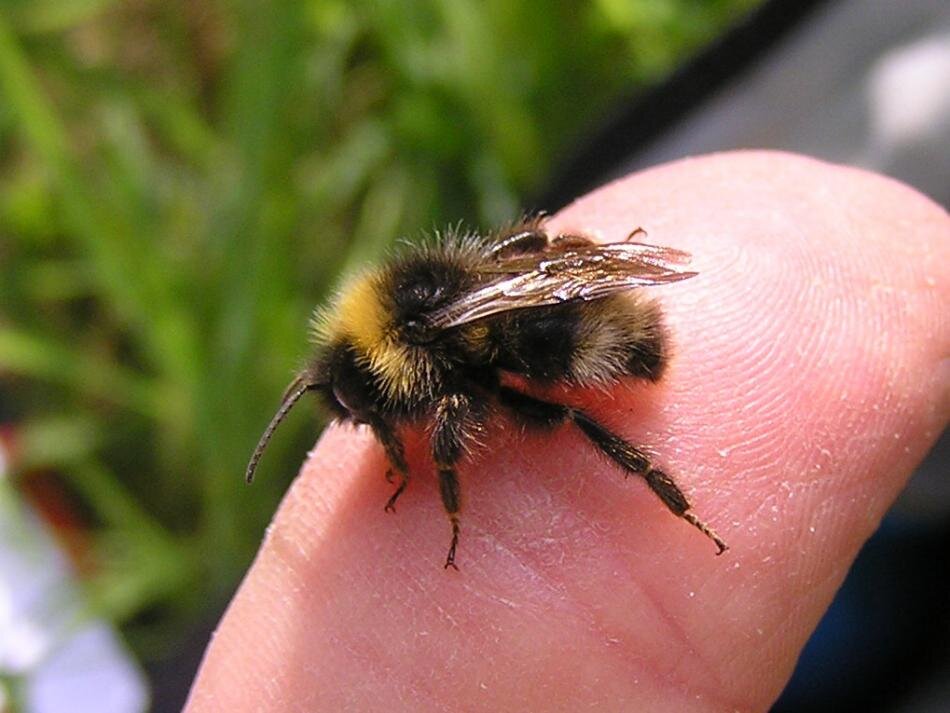 Bombus Sylvarum