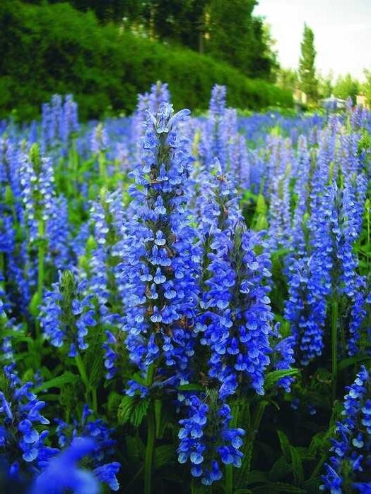 Источник: hausens.ru