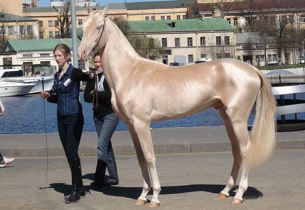 Ахалтекинская лошадь, её особенности и красота