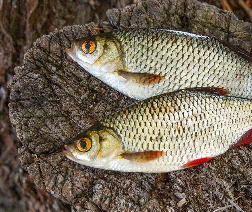 Краснопёрка