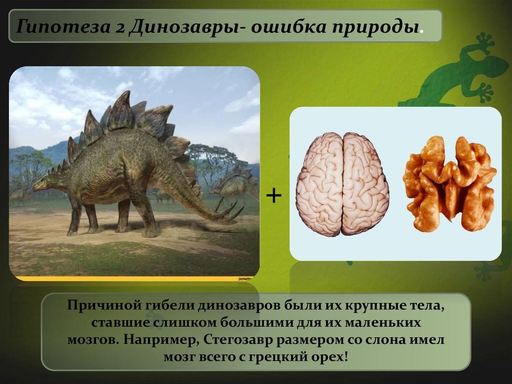 Самые тяжелые организмы. Размер мозга Стегозавра. Мозг динозавра. Мозг динозавра Размеры. Мозг динозавра строение.