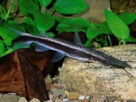 Антенноусые семейство пимелодовые сомы, температура воды  22-25°С, dН до 5-18°, рН 6-8. Имеет две пары коротких усов и одну длинных, расположенных на подбородке.  В естественной среде обитания живут в быстротекучих реках, требуют хорошей фильтрации и аэрации воды. Длина тела варьируется от 5 до 60 см. в зависимости от вида, присоски отсутствуют.  Самый распространенный представители подсемейства это шершавый плоскоголов и пимелодус-ангел.