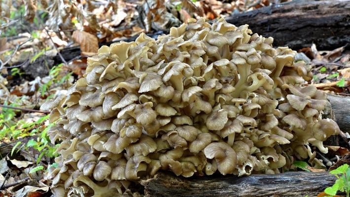 Mushroom на русском. Малоизвестные грибы. Гриб Квочка на Кавказе. Гриб Квочка в Сочи. Русский гриб Дядьковская