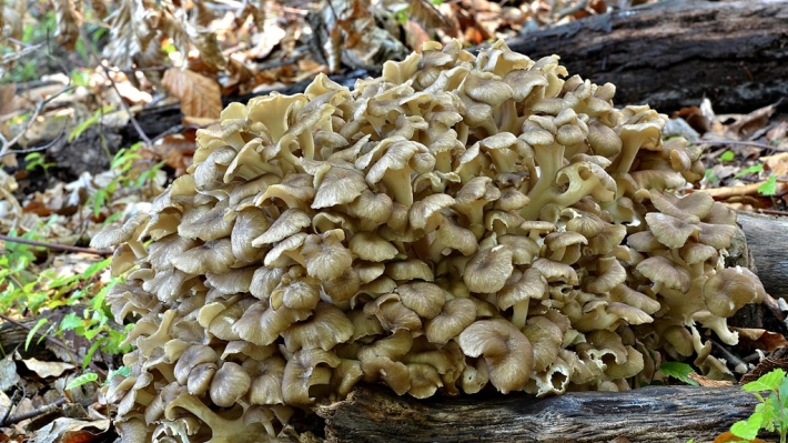 Mushroom на русском. Малоизвестные грибы. Гриб Квочка на Кавказе. Гриб Квочка в Сочи. Русский гриб Дядьковская.