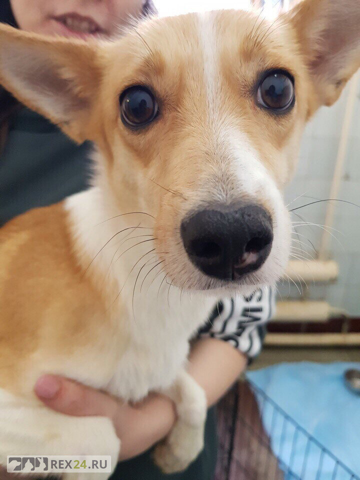 Олли, фото: соцсети