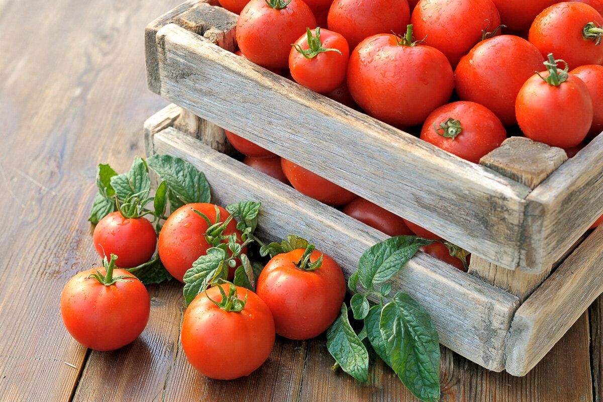 Ранний урожай томатов