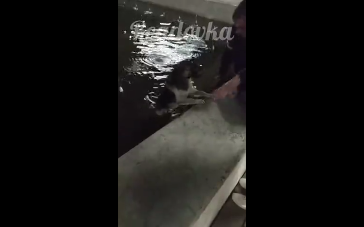 Кадр видео vk.com/Важное в Смоленске