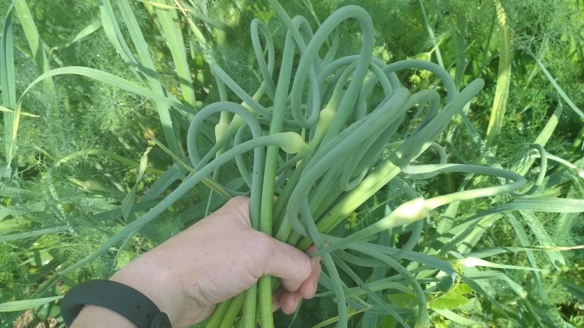 Куда использовать чесночные стрелки Куда использовать чесночные стрелки