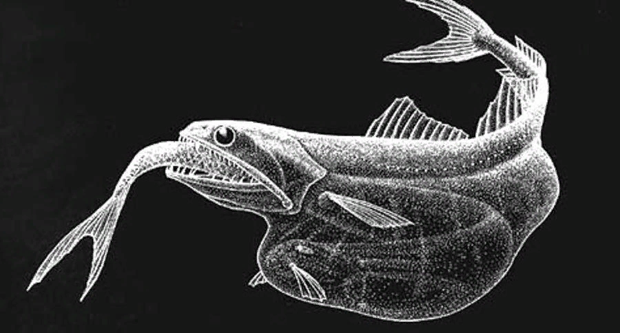 Рыба пожиратель. Глубоководные рыбы живоглот. Рыба Мешкоглот. Абиссальный батиптер.