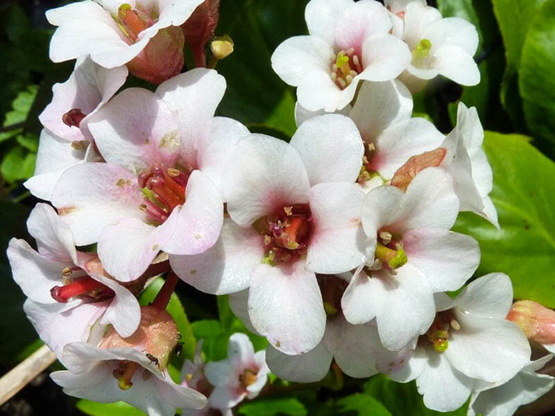 источник фото: schetelig.ru