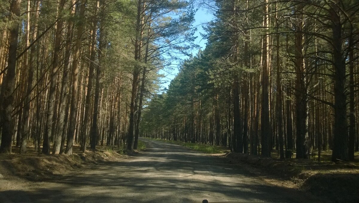 Дорога в деревню через сосновый бор.