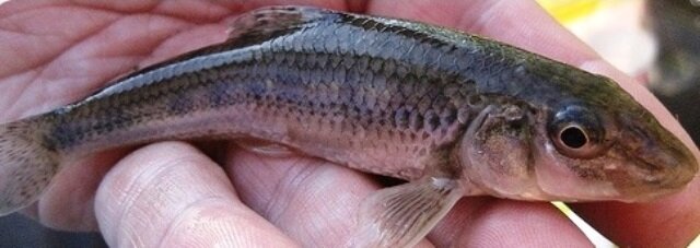 Так то я вообще живу в воде.