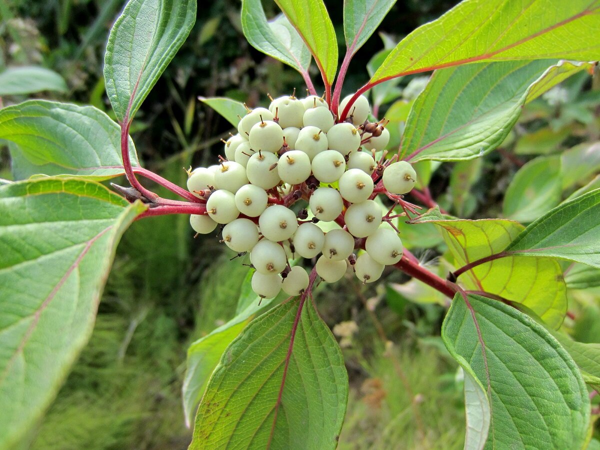 Фото Н. Золотухин