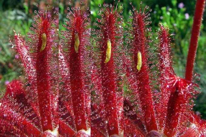 Личинка журчалки Toxomerus basalis перемещается по росянке Drosera graomogolensis, принюхиваясь к мертвечине. Таймлапс с интервалом в минуту между кадрами. Фото: Paulo Gonella.