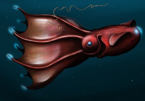 Adult vampire squid (Vampyroteuthis infernalis).  Автор: © Citron