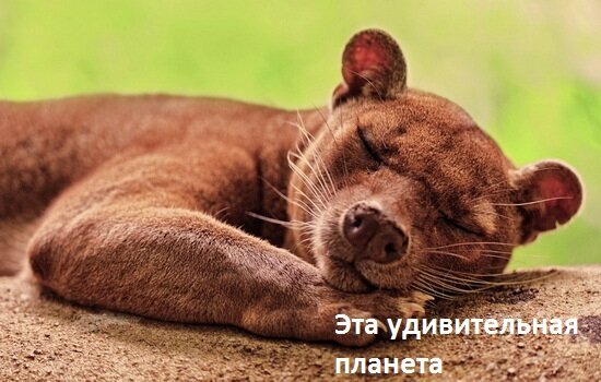 На лицо прекрасные, добрые внутри
