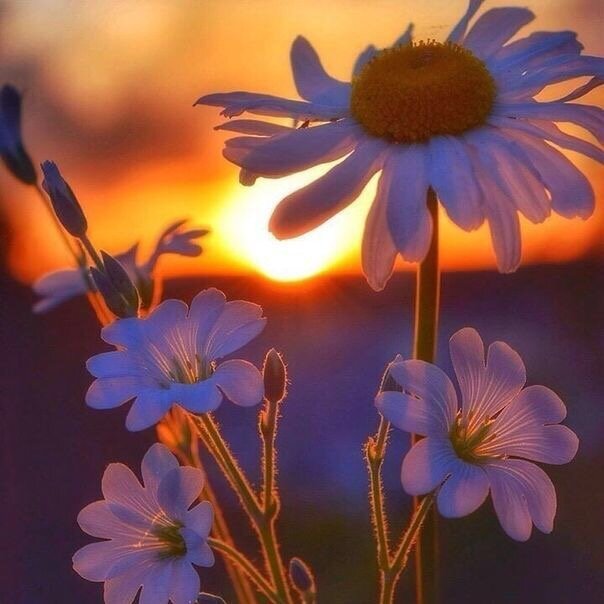 Маленький цветок с белыми лепестками и желтой серединкой внутри часто попадается на глаза и радует взор своей простой красотой. Но не так уж он и прост. Действие он может оказать как положительное так и отрицательное. Советуют и протираться отваром ромашки как успокаивающее средство и замораживать.затем протраться ледяными кубиками как тонизирующее и делать противовоспалительные примочки тоже отваром ромашки. Конечно же она оказывает поистине сильное заживляющее,противовоспалительное,антигистаминное,фунгицидное,успокаивающее действие. Но в тоже время с ромашкой надо быть осторожнее аллергикам. Имея в составе очень активные вещества она может вызывать сильную аллергию. Даже находясь в малых количествах в средствах для ухода за кожей . И по поводу протирания льдом нужно помнить.сто резкие перепады температуры вызывают повреждение сосудов и прогрессирует купероз. Так что людям с чувствительной кожей противопоказанно. По поводу компрессов с ромашкой тоже не всегда оправдано.так как может вызвать и усиление воспалительных реакции . Будьте бдительны.