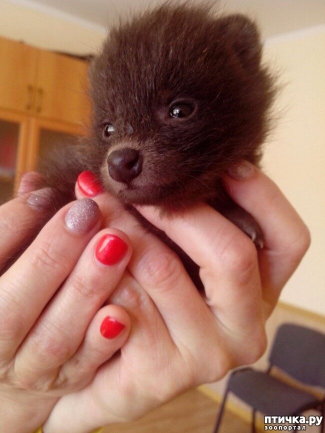 Роксана - енотовидная собака (возраст 3 недели)