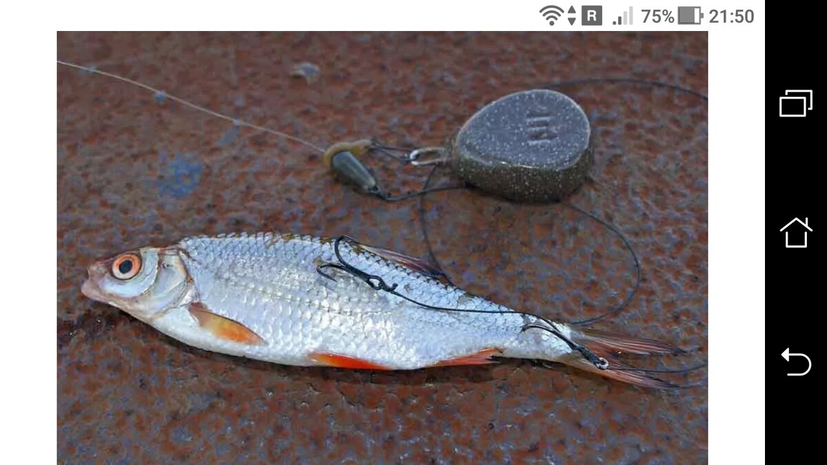 фото как собрать донку с живцом: снасть на судака и щуку для спиннинга