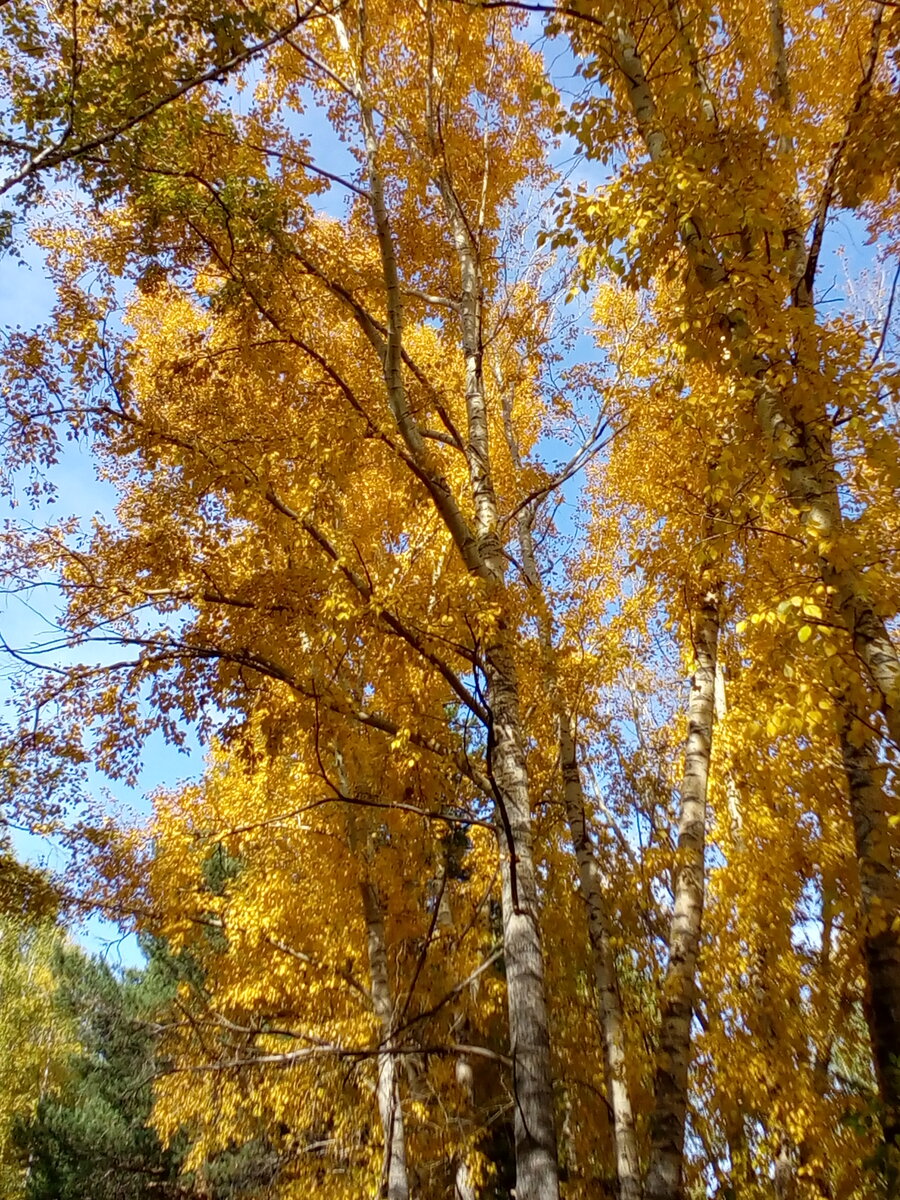 Золотые Березки.