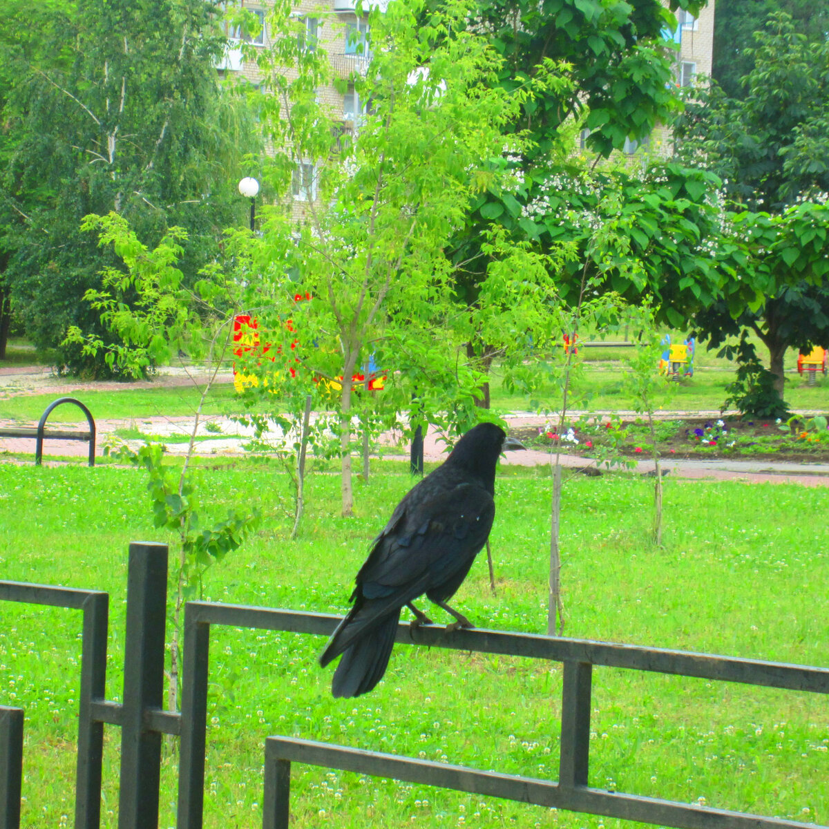 городские птицы москвы фото