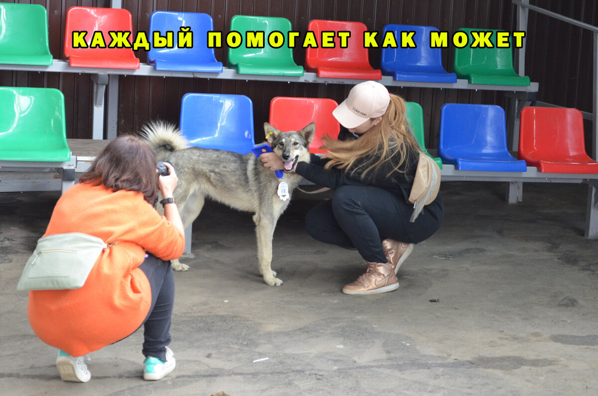 Пришли в приют, почесали, поиграли, сфоткали в выгодном ракурсе для объявления о поиске дома. Вроде бы мелочь для тебя, но если собак в приюте 100?