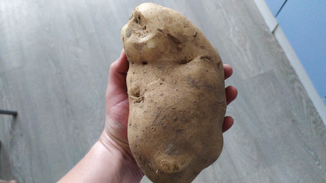 У нас одна картошка оказалась весом больше килограмма