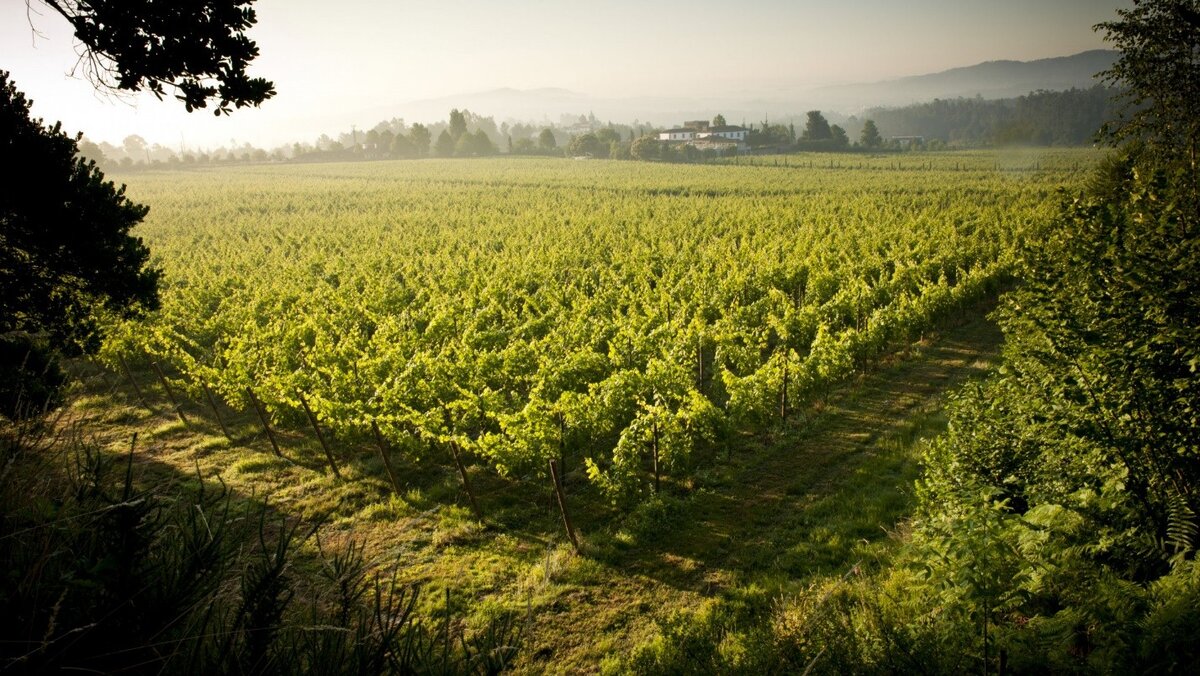 Туман над виноградниками Vinho Verde