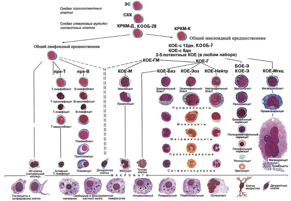 Развитие клеток крови схема