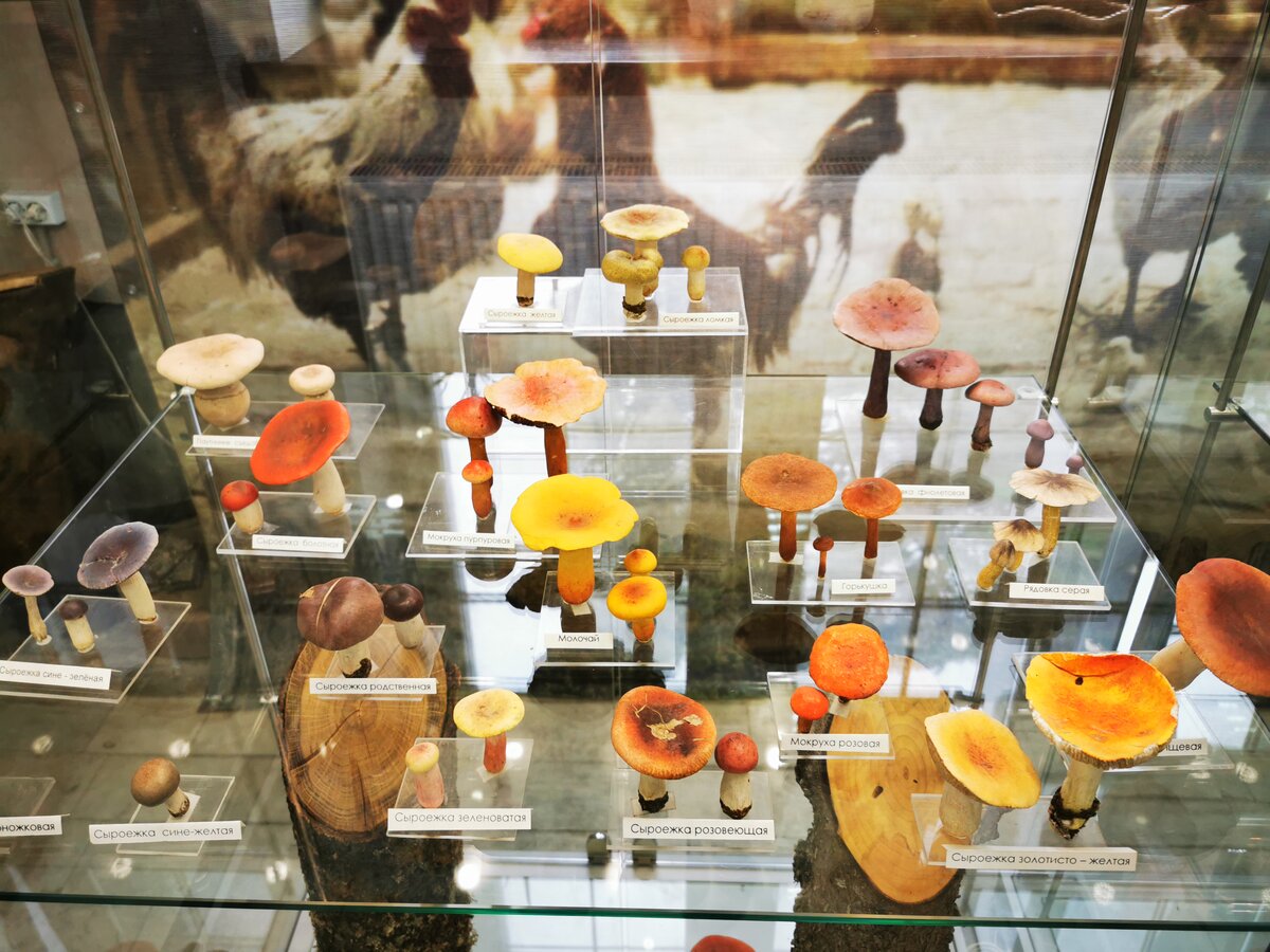 Съедобные грибы