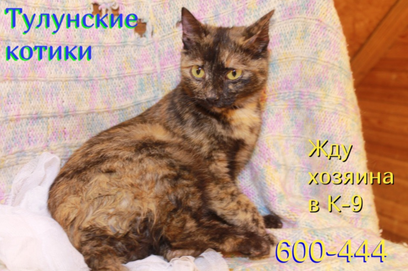 Красивые... Может быть, БАБУШКИ. КОГДА-ТО БЫВШИЕ ИХ ХОЗЯЙКАМИ, и оплакивают их... Как погибших... При стихии... И не имеющими выхода в интернет? Как сообщить бабушкам???