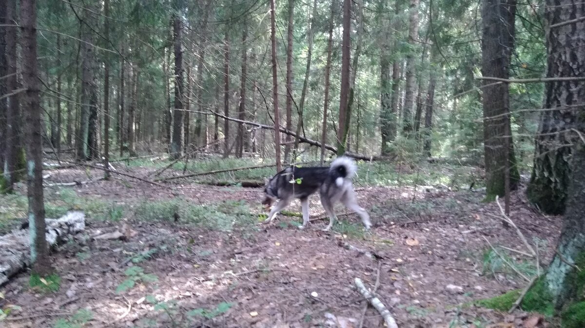 Часто азартная собака, увлёкшись погоней, убегает далеко.