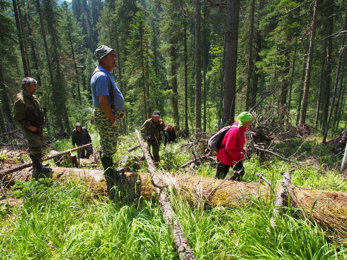 леса хакасии. село усть бюрь хакасия. лесничество туимское. горячегорское лесничество хакасия. начальник боградского лесничества.
