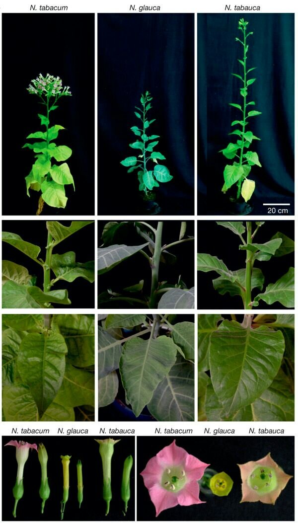 Слева направо: табаки видов N. tabcum, N. glauca и производного вида, полученного из двух предыдущих с помощью прививки, — N. tabauca
